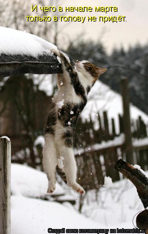 И чего в начале марта только в голову не придёт.... Котоматрица: И чего в начале марта только в голову не придёт.