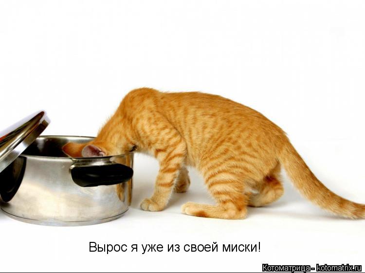 Котоматрица: Вырос я уже из своей миски!