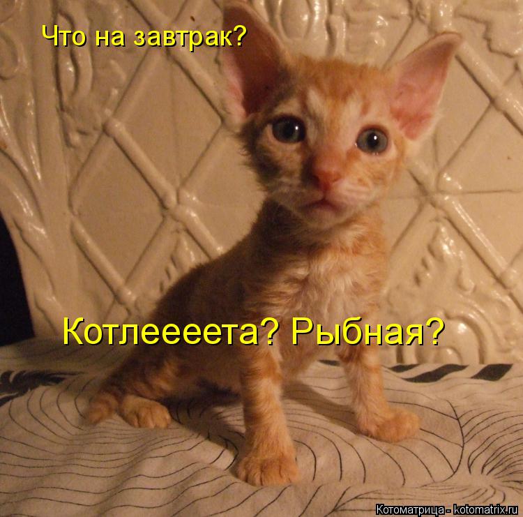 Что на завтрак? Котлеееета? Рыбная?... Котоматрица: Что на завтрак? Котлеееета? Рыбная?