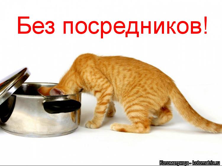 Котоматрица: Без посредников!