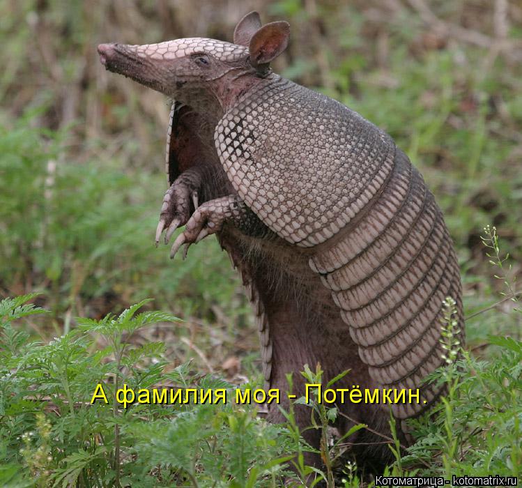 Котоматрица: А фамилия моя - Потёмкин.