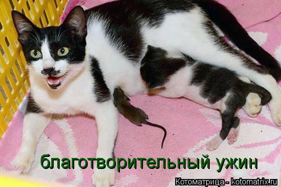 Котоматрица: благотворительный ужин