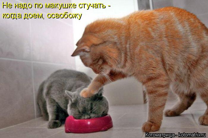 Котоматрица: Не надо по макушке стучать - когда доем, освобожу