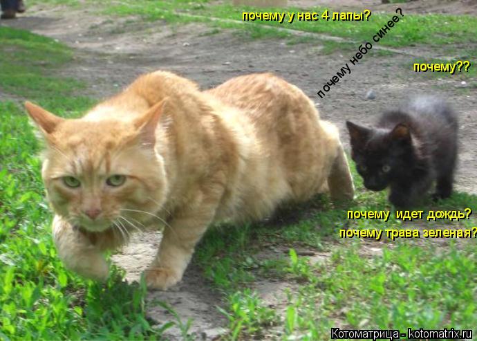 почему небо синее? почему идет дождь? почему трава зеленая? почему у нас 4 лапы? почему??... Котоматрица: почему небо синее? почему идет дождь? почему трава зеленая? почему у нас 4 лапы? почему??
