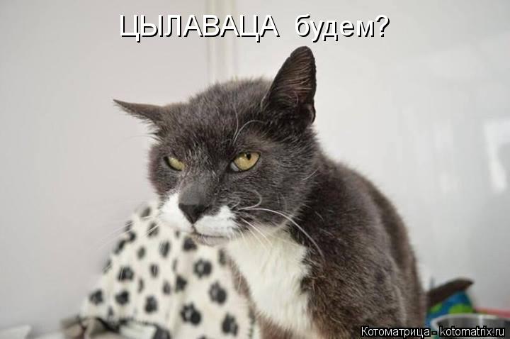 ЦЫЛАВАЦА будем?... Котоматрица: ЦЫЛАВАЦА будем?