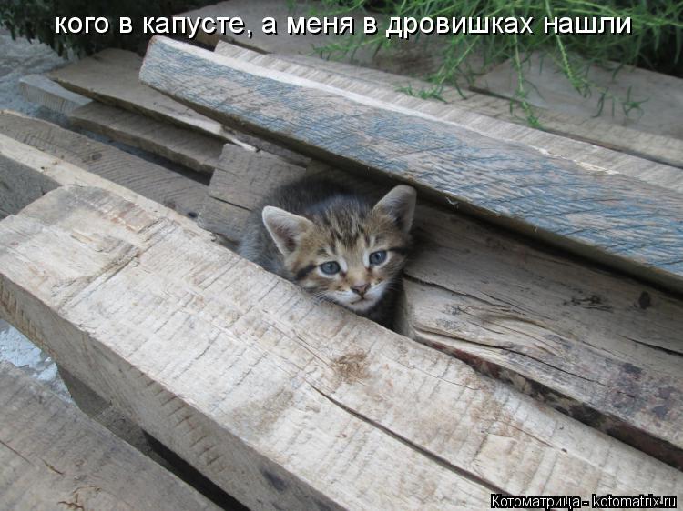 Котоматрица: кого в капусте, а меня в дровишках нашли