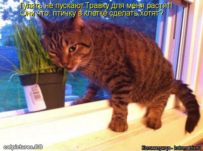 Гулять не пускают.Травку для меня растят! Они что, птичку в клетке сделать хотят?... Котоматрица: Гулять не пускают.Травку для меня растят! Они что, птичку в клетке сделать хотят?