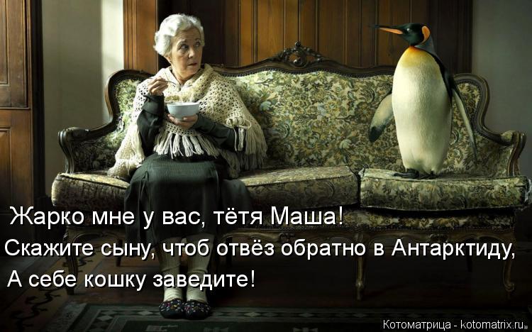 Жарко мне у вас, тётя Маша! Скажите сыну, чтоб отвёз обратно в Антарктиду, А себе кошку заведите!... Котоматрица: Жарко мне у вас, тётя Маша! Скажите сыну, чтоб отвёз обратно в Антарктиду, А себе кошку заведите!