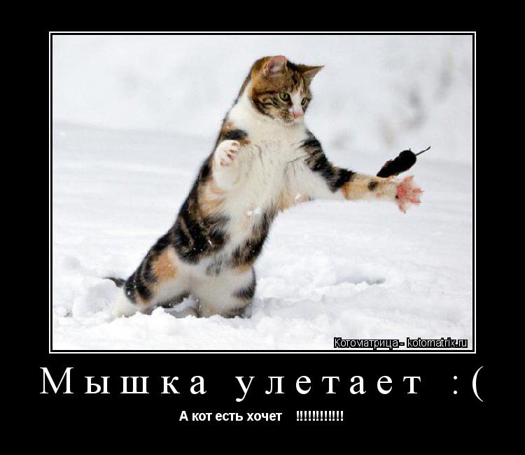 Котоматрица: Мышка улетает :( А кот есть хочет    !!!!!!!!!!!!