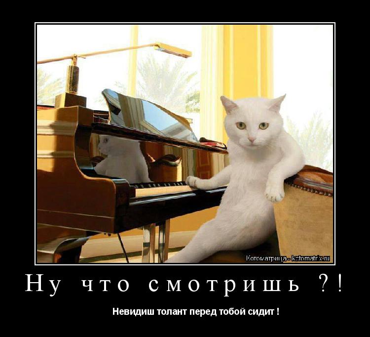 Котоматрица: Ну что смотришь ?!          Невидиш толант перед тобой сидит !