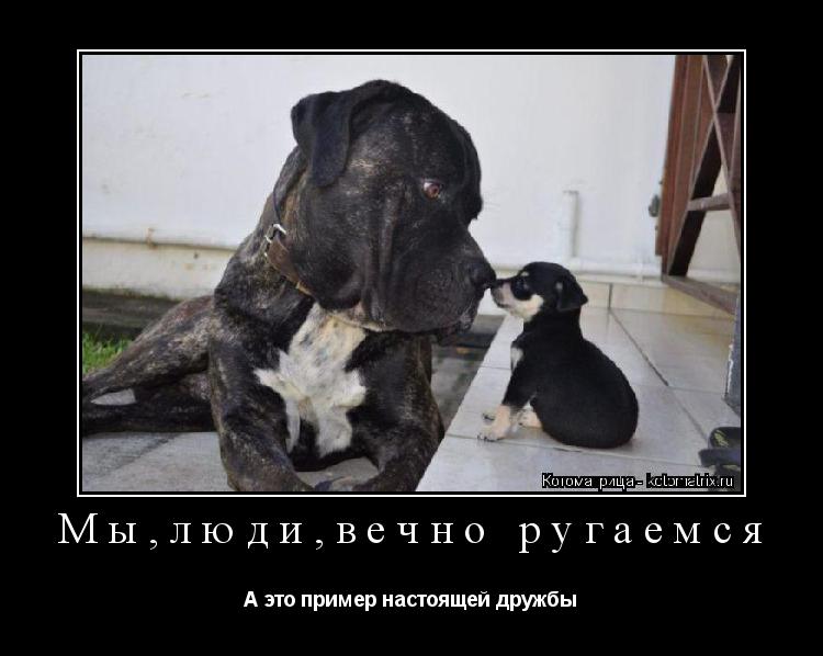 Котоматрица: Мы,люди,вечно ругаемся А это пример настоящей дружбы
