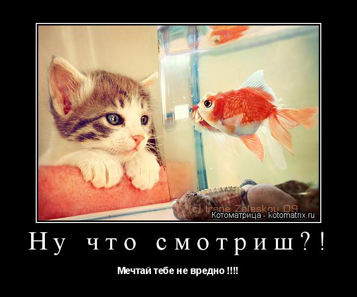 Котоматрица: Ну что смотриш?! Мечтай тебе не вредно !!!!