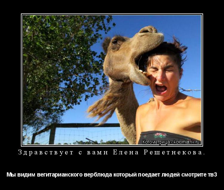 Котоматрица: Здравствует с вами Елена Решетнекова. Мы видим вегитарианского верблюда который поедает людей смотрите тв3