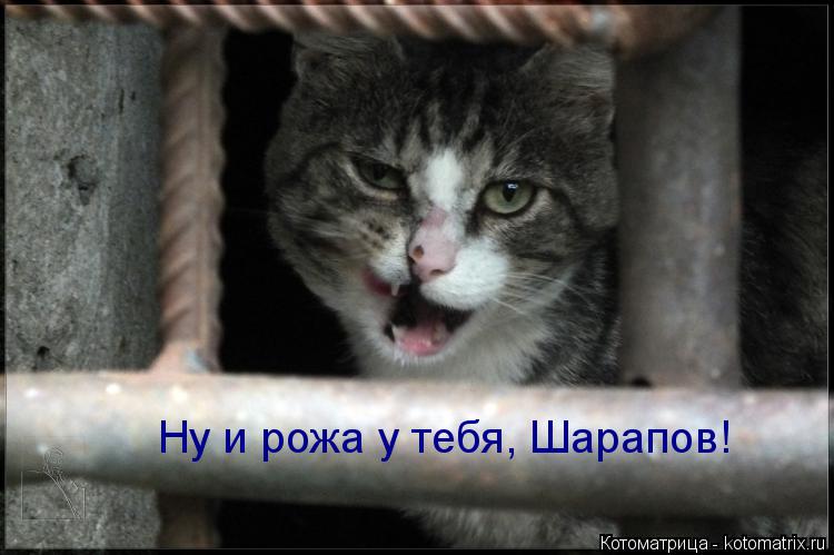 Котоматрица: Ну и рожа у тебя, Шарапов!