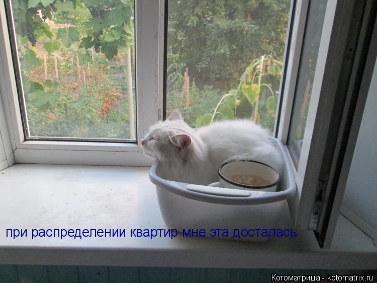 Котоматрица: при распределении квартир мне эта досталась