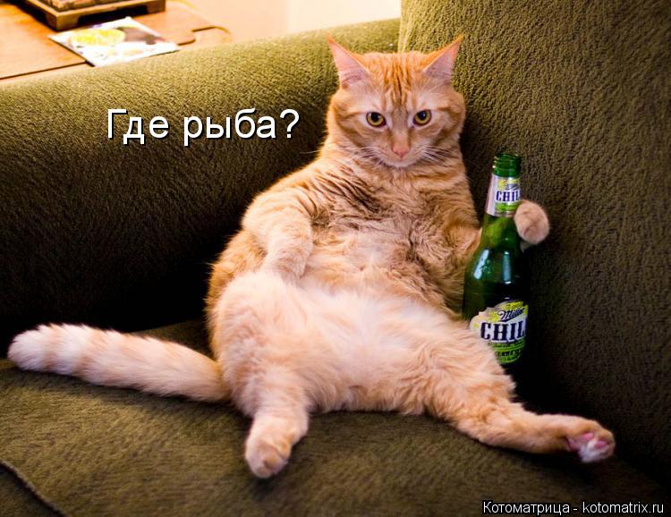 Котоматрица: Где рыба?