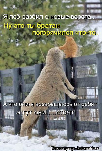 Котоматрица: Я лоб разбил о новые ворота... Ну это ты,братан  погорячился что-то. А что они-я возвращаюсь от ребят а тут они.....стоят.