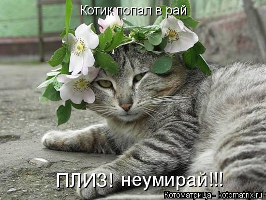 Котик попал в рай Котик попал в рай ПЛИЗ! неумирай!!! неумирай!!!... Котоматрица: Котик попал в рай Котик попал в рай ПЛИЗ! неумирай!!! неумирай!!!