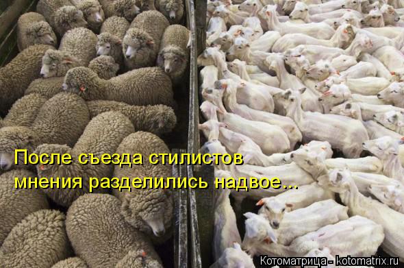 Котоматрица: После съезда стилистов мнения разделились надвое...