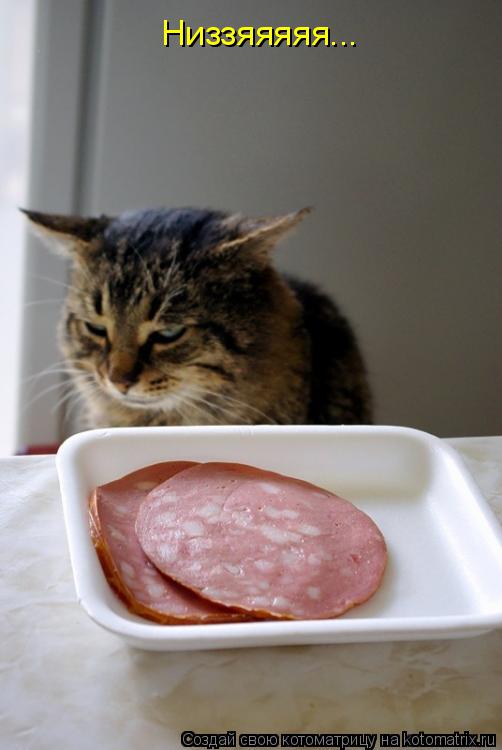 Котоматрица: Низзяяяяя...