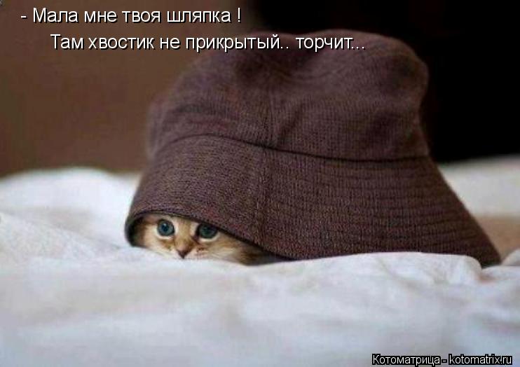Котоматрица: - Мала мне твоя шляпка ! Там хвостик не прикрытый.. торчит...