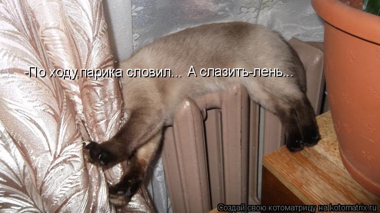 Котоматрица: -По ходу,парика словил... А слазить-лень...