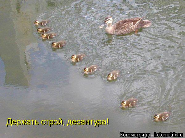 Котоматрица: Держать строй, десантура!