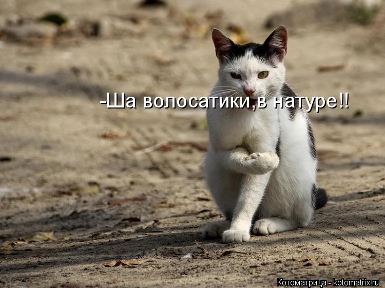 Котоматрица: -Ша волосатики,в натуре!!