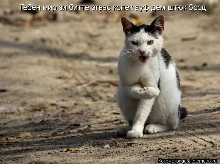 Котоматрица: Гебен мир зи битте этвас копек ауф дем штюк брод