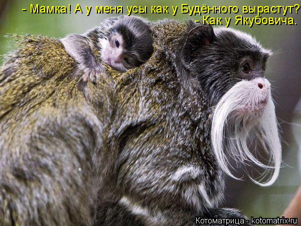 Котоматрица: - Как у Якубовича.  - Мамка! А у меня усы как у Будённого вырастут?