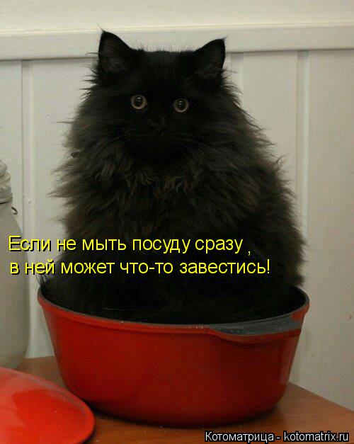 Котоматрица: Если не мыть посуду сразу , в ней может что-то завестись!