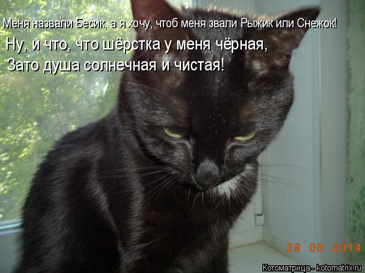 Котоматрица: Меня назвали Бесик, а я хочу, чтоб меня звали Рыжик или Снежок! Ну, и что, что шёрстка у меня чёрная, Зато душа солнечная и чистая!