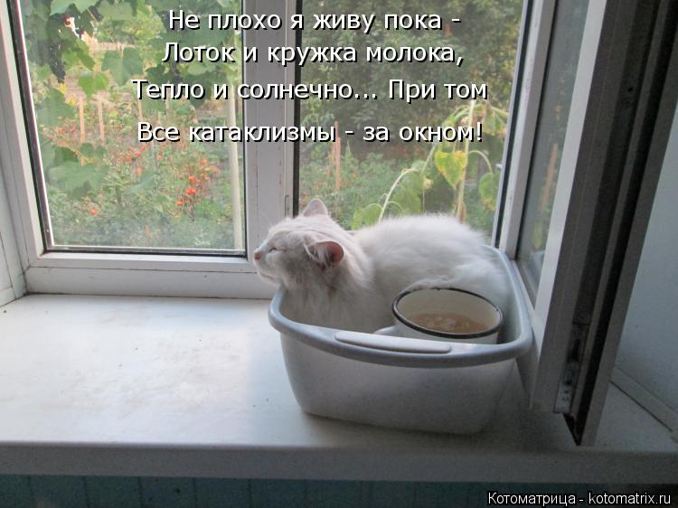 Котоматрица: Не плохо я живу пока - Лоток и кружка молока, Тепло и солнечно... При том Все катаклизмы - за окном!