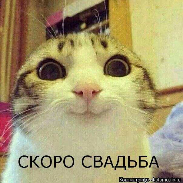 Котоматрица: СКОРО СВАДЬБА
