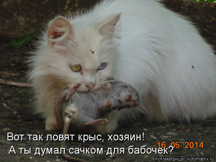 Котоматрица: Вот так ловят крыс, хозяин! А ты думал сачком для бабочек?