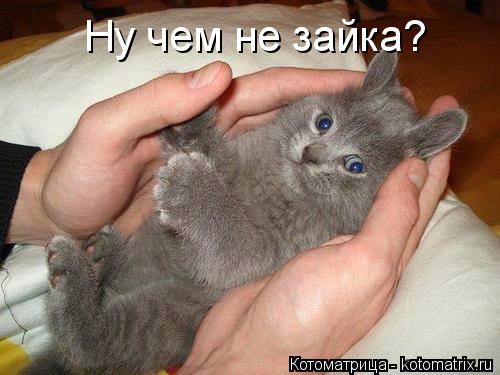 Ну чем не зайка?... Котоматрица: Ну чем не зайка?