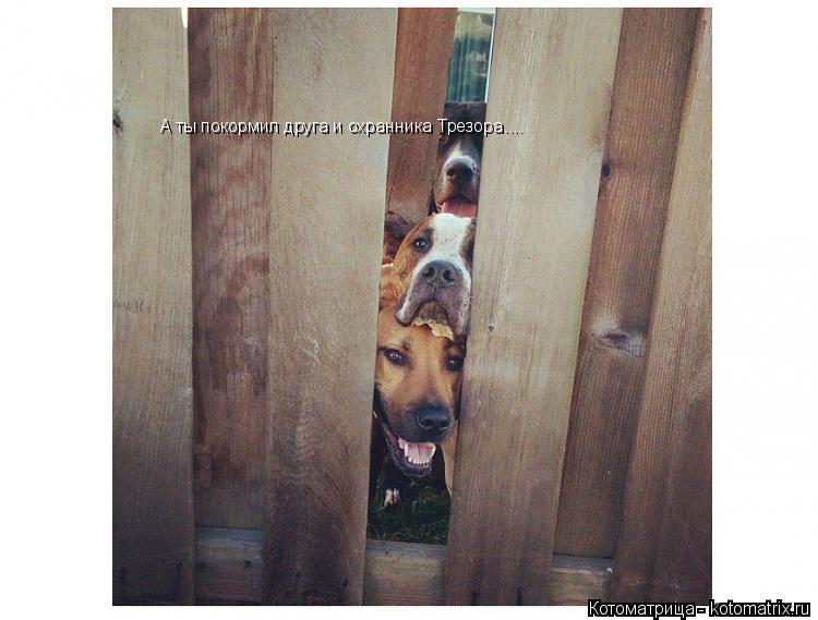 Котоматрица: А ты покормил друга и охранника Трезора....