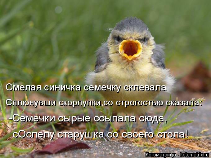 Котоматрица: Смелая синичка семечку склевала Сплюнувши скорлупки,со строгостью сказала: -Семечки сырые ссыпала сюда, сОслепу старушка со своего стола!