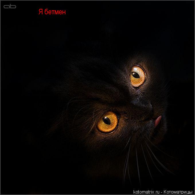 Котоматрица: Я бетмен