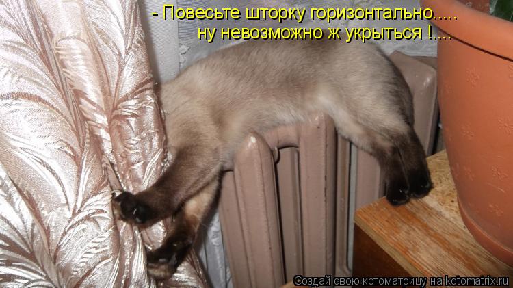 Котоматрица: - Повесьте шторку горизонтально..... ну невозможно ж укрыться !....