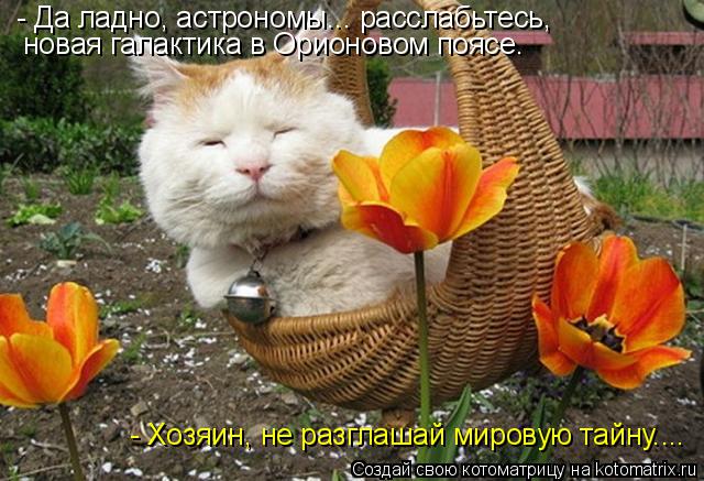 Котоматрица: - Да ладно, астрономы... расслабьтесь, новая галактика в Орионовом поясе. - Хозяин, не разглашай мировую тайну....