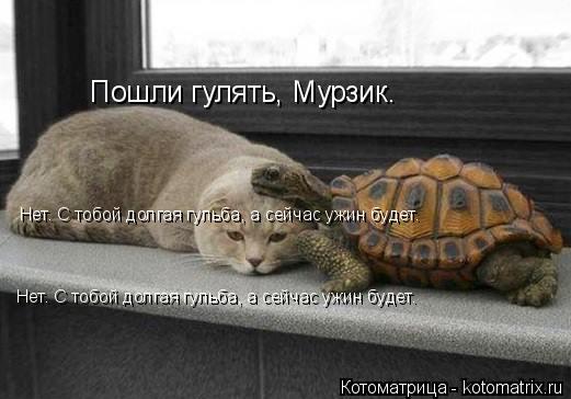 Котоматрица: Пошли гулять, Мурзик. Нет. С тобой долгая гульба, а сейчас ужин будет. Нет. С тобой долгая гульба, а сейчас ужин будет.