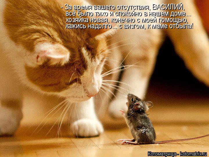 - За время вашего отсутствия, ВАСИЛИЙ, всё было тихо и спокойно в нашем доме... хозяйка новая, конечн... Котоматрица: - За время вашего отсутствия, ВАСИЛИЙ, всё было тихо и спокойно в нашем доме... хозяйка новая, конечно с моей помощью, кажись надолго... с визго