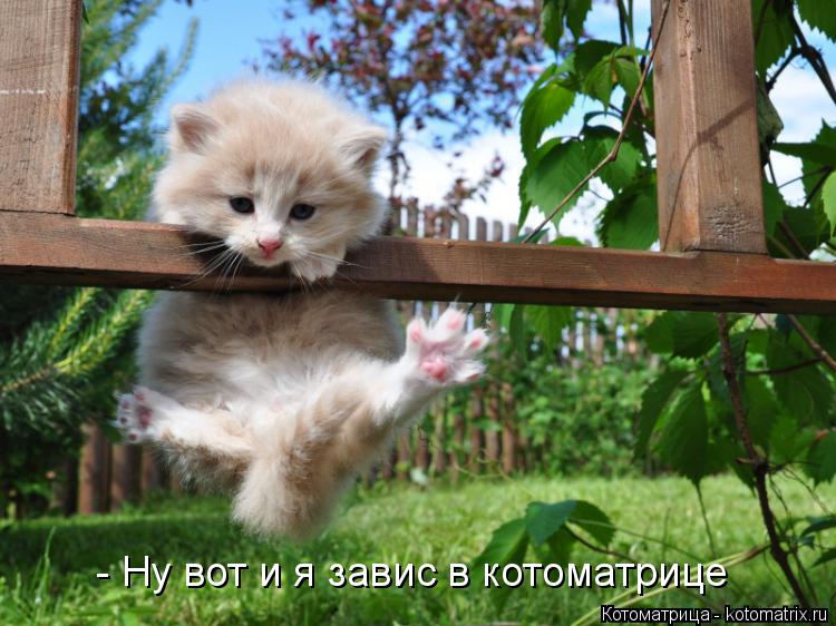- Ну вот и я завис в котоматрице... Котоматрица: - Ну вот и я завис в котоматрице