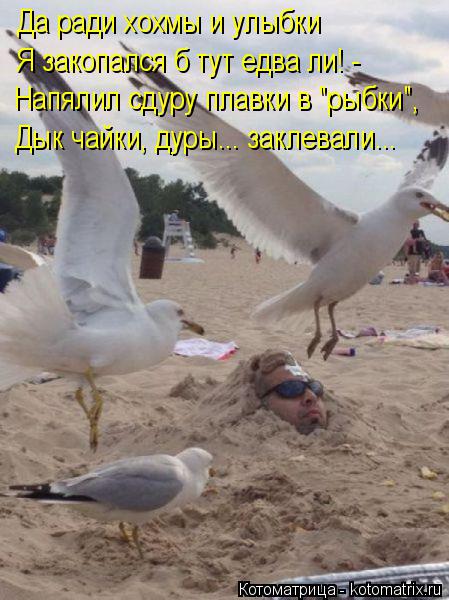 Котоматрица: Да ради хохмы и улыбки Я закопался б тут едва ли! -  Напялил сдуру плавки в "рыбки", Дык чайки, дуры... заклевали...