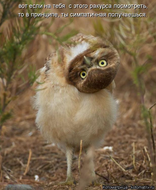 Котоматрица: вот если на тебя  с этого ракурса посмотреть, то в принципе, ты симпатичная получаешься.