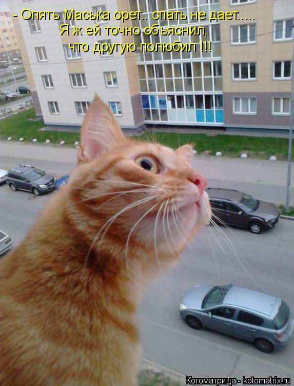 Котоматрица: - Опять Маська орет.. спать не дает..... Я ж ей точно объяснил,  что другую полюбил !!!