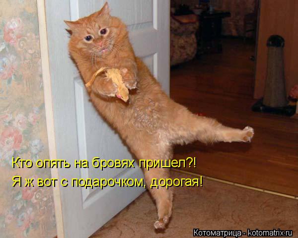 Котоматрица: Кто опять на бровях пришел?! Я ж вот с подарочком, дорогая!