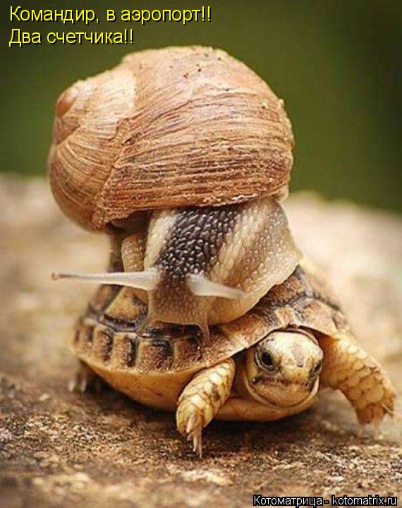 Котоматрица: Командир, в аэропорт!!  Два счетчика!!