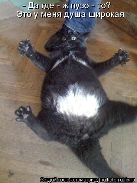 Котоматрица: - Да где - ж пузо - то? Это у меня душа широкая